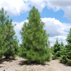 Pinus ponderosa