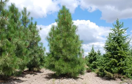Pinus ponderosa