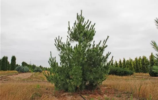 Pinus wallichiana