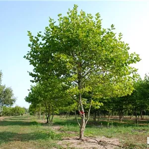 Platanus x hispanica