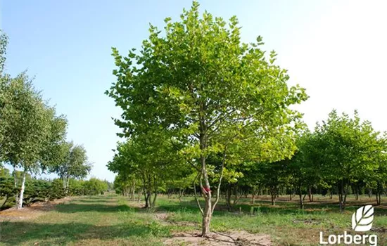 Platanus x hispanica