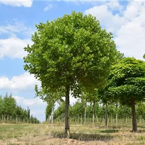 Platanus x hispanica 'Alphens Globe'