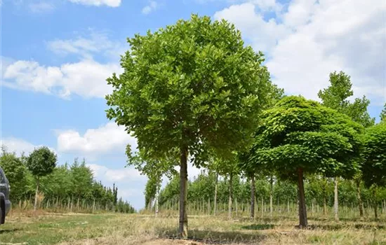 Platanus hispanica 'Alphens Globe'