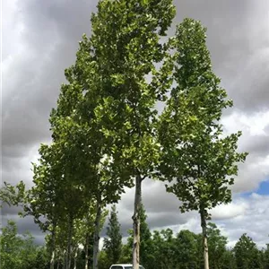 Platanus hispanica 'Tremonia'