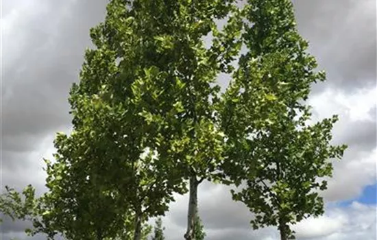 Platanus hispanica 'Tremonia'