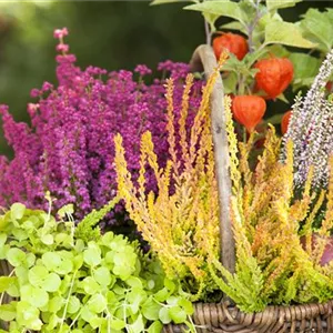 Ab in die Kiste! Herbstliche Deko mit Besenheide Ab in die Kiste! Herbstliche Deko mit Besenheide