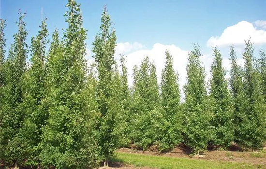 Populus tremula 'Erecta'