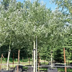 Populus alba 'Nivea'