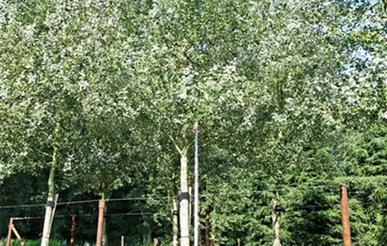 Populus alba 'Nivea'