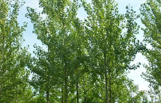 Populus canadensis 'Robusta'