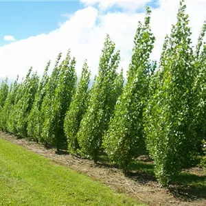 Populus nigra 'Italica'
