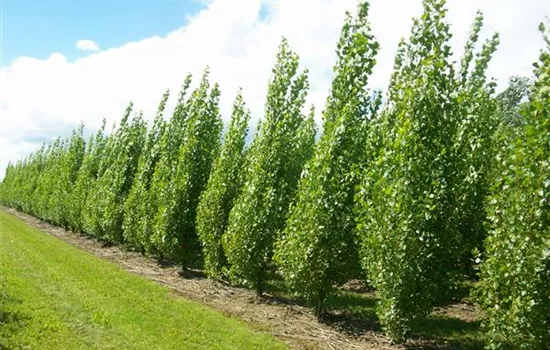 Populus nigra 'Italica'