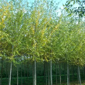 Populus simonii