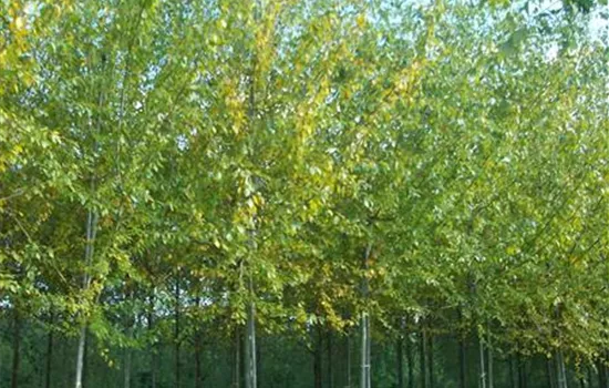Populus simonii