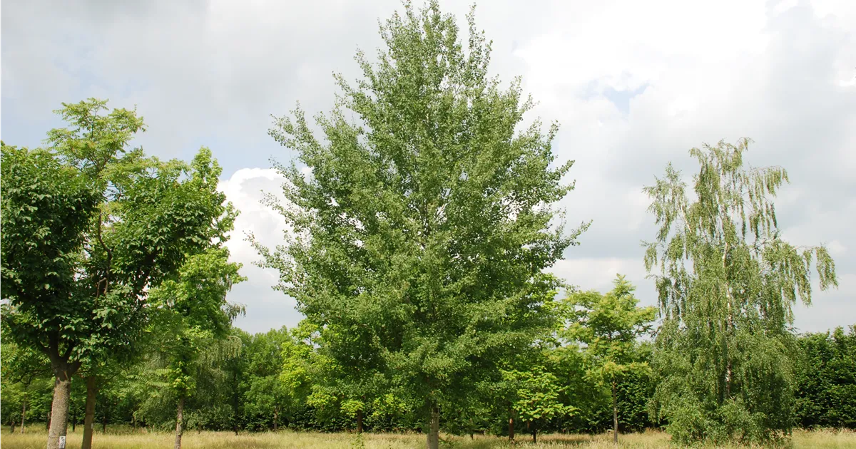 Populus tremula