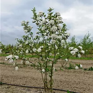 Viburnum burkwoodii