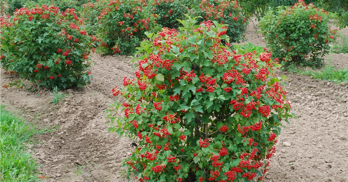 Compactum Tree Viburnum opulus 'Compactum'