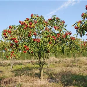 Viburnum rhytidophyllum