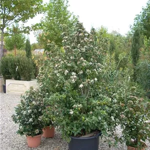 Viburnum tinus 'Eve Price'