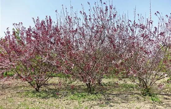 Prunus cistena