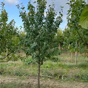Prunus dom.'Bühler Frühzwetsche' CAC