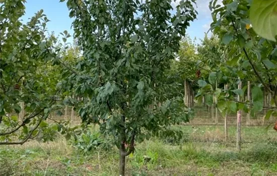 Prunus domestica subsp. domestica 'Bühler Frühzwetschke'