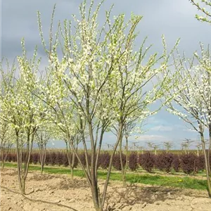 Prunus dom.'Hanita' -S- CAC