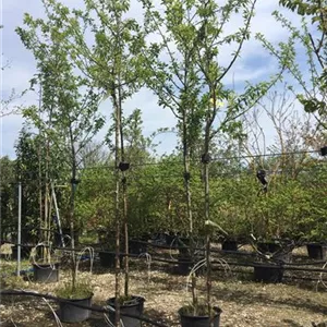 Prunus dom.'Königin Viktoria' CAC