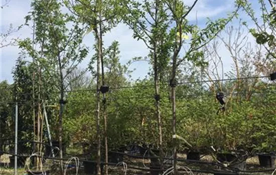 Prunus dom. 'Königin Viktoria' CAC