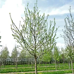 Prunus dom.'Wangenhm. Frühzwetsche' CAC
