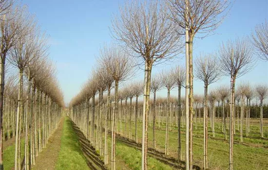 Prunus fruticosa 'Globosa'