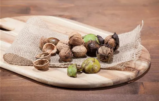 Nuts and Shell Fruits from Your Garden