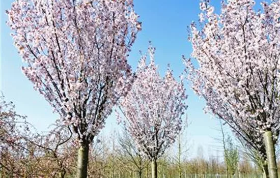 Prunus hillieri 'Spire'