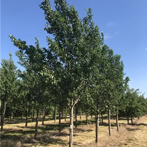 Prunus ital.'Graf Althans Renekl.' CAC