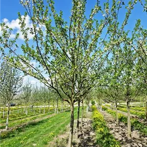 Prunus ital.'Große Grüne Renekl.' CAC