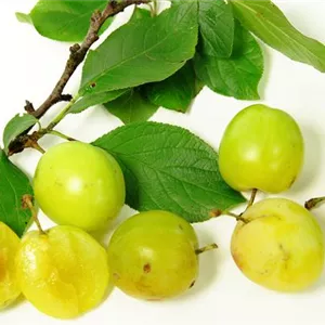 Prunus ital.'Oullins Reneklode' CAC