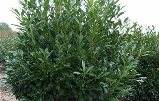 Prunus lauroc. 'Caucasica'