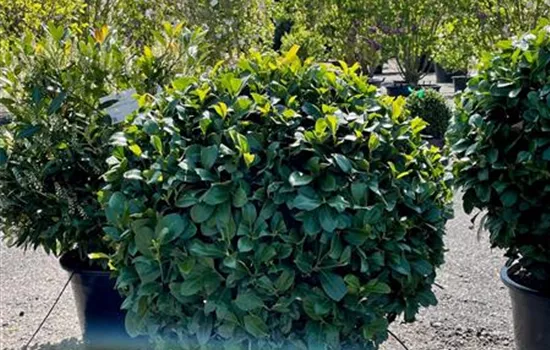 Prunus lauroc. 'Etna' -R-