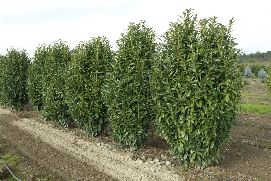 portugiesischer kirschlorbeer hecke wann pflanzen Portugiesischer Kirschlorbeer – Prunus lusitanica 'Angustifolia' (Heck –  Blupf by Kitzinger main image 0