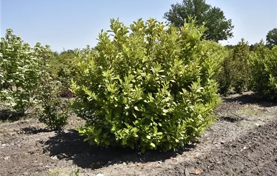 Prunus lauroc. 'Genolia' -R-