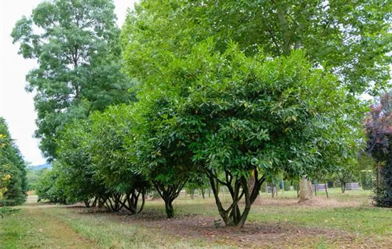 Prunus lauroc. 'Herbergii'