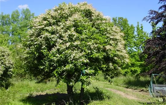 Prunus lusitanica 'Angustifolia'