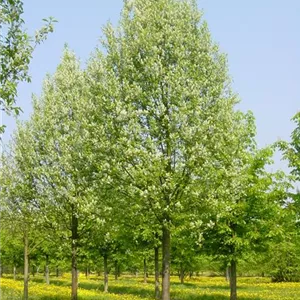 Prunus padus