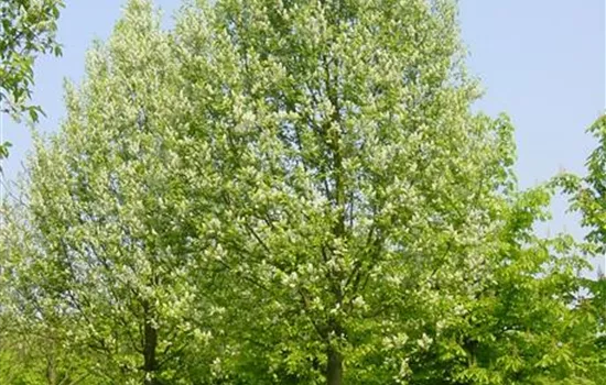 Prunus padus