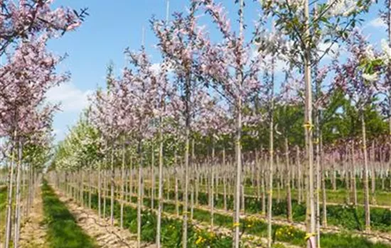 Prunus padus 'Colorata'
