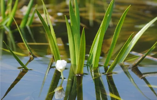 How to Prepare Your Mini Pond for Winter