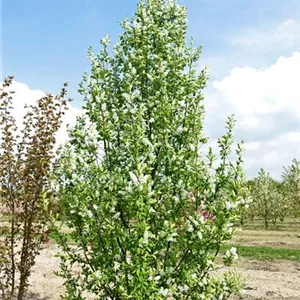 Prunus padus 'Schloss Tiefurt'