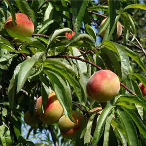 Prunus persica var. persica 'Kernechter vom Vorgebirge'
