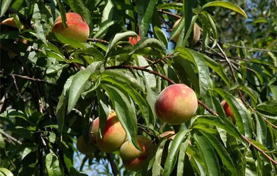 Prunus persica 'Kernecht.v.Vorgeb.' CAC