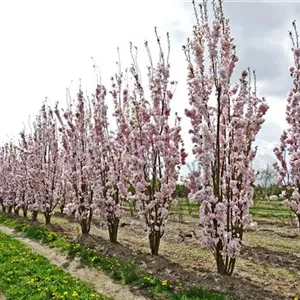 Prunus serrulata 'Amanogawa'